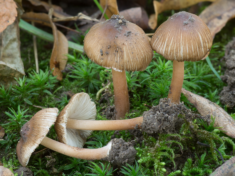 Inocybe asterospora